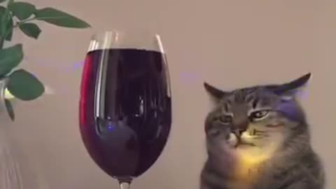 This Beautiful Cute Cat 🐱 is heart broken - Sad Cats Funny Videos