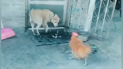 Angry cock vs dog funny videos 🤣