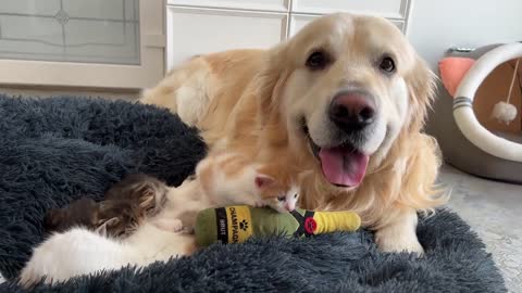 Cute Baby Kitten Loves a Golden Retriever