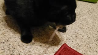 CAT BROTHERS FIGHT OVER MOUSE