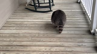 Biscuit the Raccoon is Porch Patrol