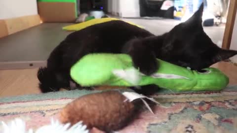 Kitty absolutely loves playing with her hilarious new toy