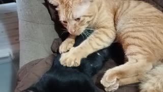 Kitty Gives a Deep Tissue Massage