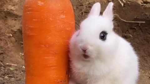 A rabbit is eating a turnip