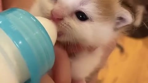 #kitten drinking milk
