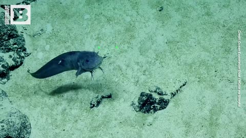 Researchers Enchanted by "Smiley" Snailfish in Deep Sea Exploration