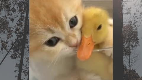 Kitten and duck beautiful moment 😍
