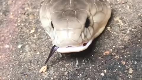 I Really Afraid Of Snake But I always Nearly Big Snake! | Big Snake In The World #snake#short