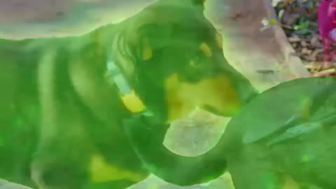 Film It Yourself brings Bub the Ghost Dog to liveaction in a behindthegreenscreen peek