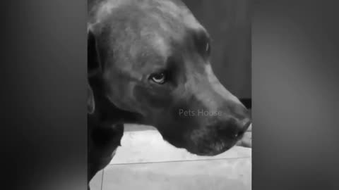 Dogs 🐕 Reaction Funny Video