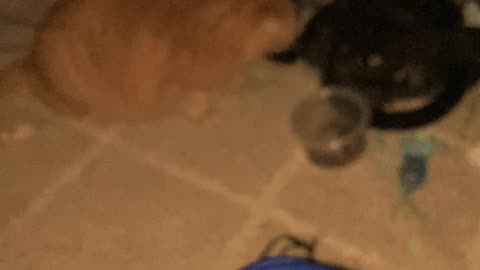 Orange cat vs roaches