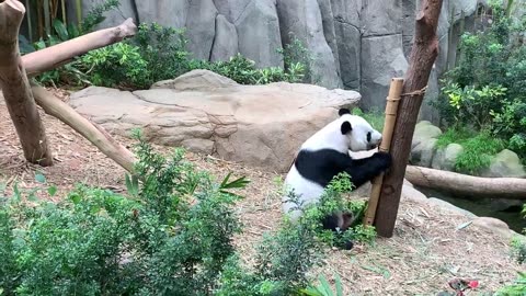 A cute panda 🐼 eating bamboo 🎍