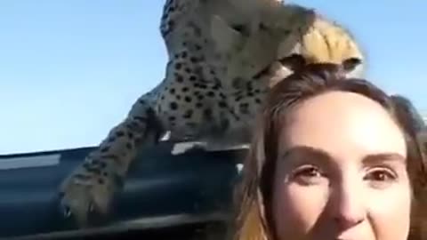 Cheetah with a girl in serengeti national park