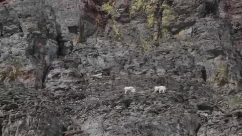 No Predator Can Catch Mountain Goats !!