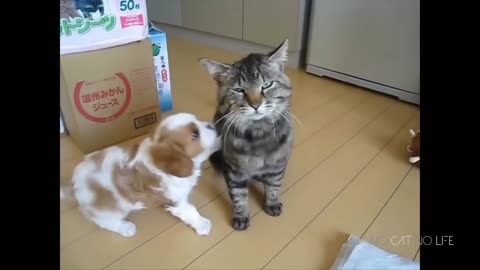 The best cat and dog lovers