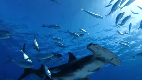 GoPro_ Nose to Nose with Sharks _ Shark Week 2022