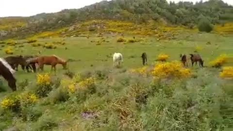 horses in nature - amazing videos of horses in nature