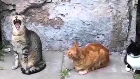 Funny cats talking with each other 😀😀
