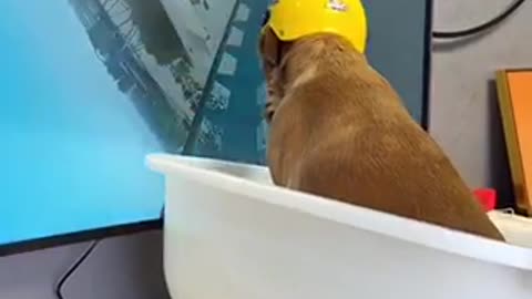 The dog also realized his roller coaster dream