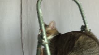 Cute Kitten Climbs on a Ladder