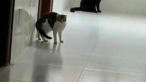 Wait for it 🤣🐈 Cat funny video