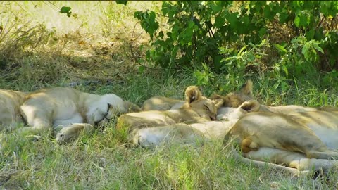 Cute Lion Cubs and Baby Hyenas Playing Together
