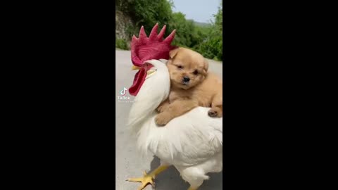 labrador retriever puppy riding on the back of rooster