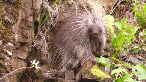 The Secret Life of Porcupines: Fascinating Behaviors Revealed