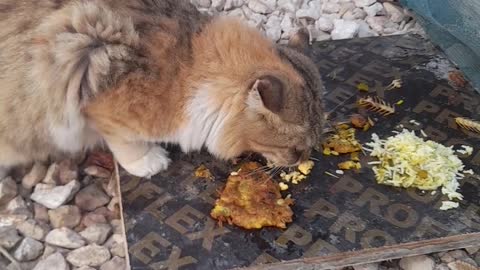 Cat having lunch