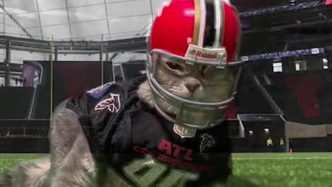 The cat video you never knew you needed! A Falcon cat! Atlanta Falcons