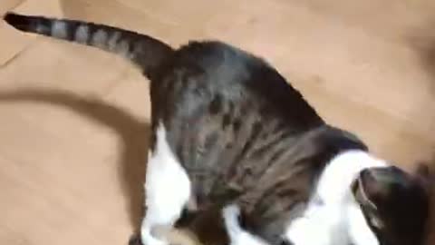 She-cat and He-cat fighting 2. No love anymore #shorts #cats fighting