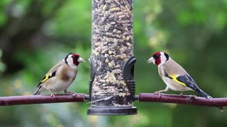 A pair of colorful birds feeding together