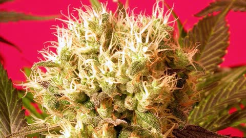 Serious Seeds - Cannabis Strain Series - STRAIN TV