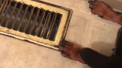 Dog loves to put his face against the vent ❤️