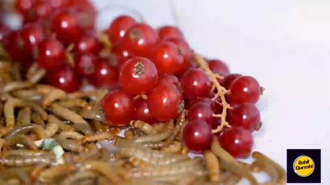 CAROLINA REAPER VS MEALWORMS