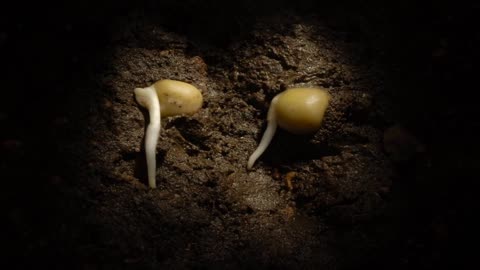 Pea germination time lapse, underground. Filmed over a week. Hypogeal germination