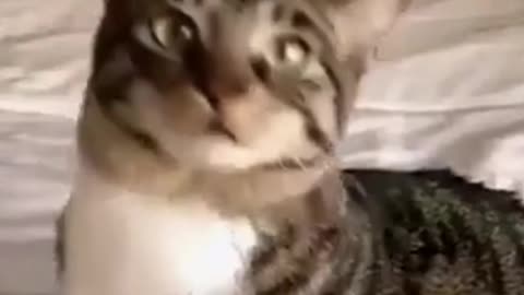Pussy cat singing playing