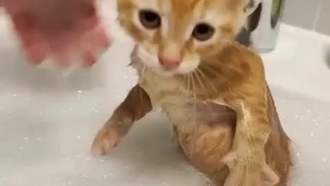 Cute kitten is bathing.