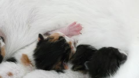 Newborn cats with their mothe