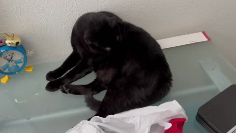 Adopting a Cat from a Shelter Vlog - Cute Precious Piper Takes a Break to Freshen Up in the Office