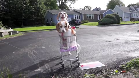 Dogs' Epic Shopping Cart Voyage: Funny Dogs Maymo & Penny