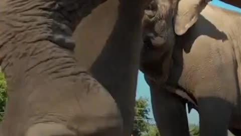 Elephant family dines on enormous pumpkins at the Oregon Zoo