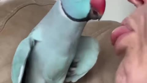 What happened__ #talkingparrot #funnyanimals #funnypets #par