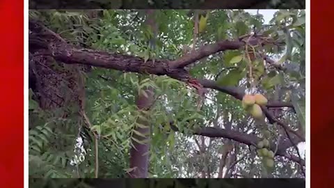 వేపచెట్టుకు మామిడికాయలు | #tree #mango #neemtrees #mangotrees #ytshorts #shorts | FBTV NEWS