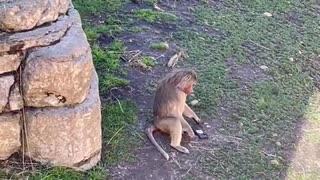 Monkey Picks Up Phone Dropped in Its Enclosure at San Diego Zoo