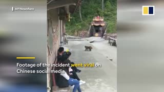 Monkey takes revenge after be