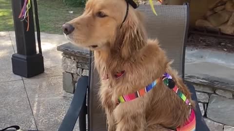 Owner Feeds Treat to Dog While Celebrating Their Fourth Birthday