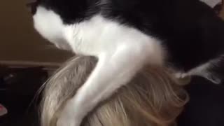 Cat Grooms Woman's Hair