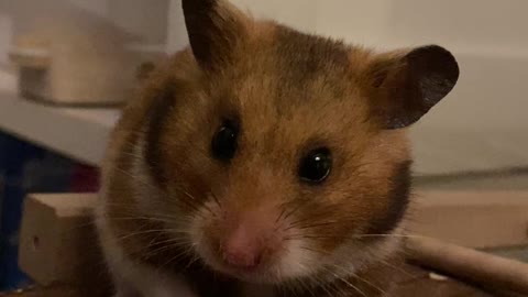 Yawning Hamster Quickly Turns From Monster to Cute