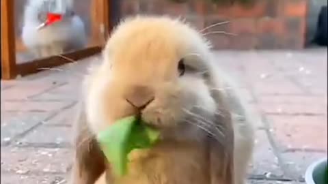 Cute rabbit how it's the vegetable How?